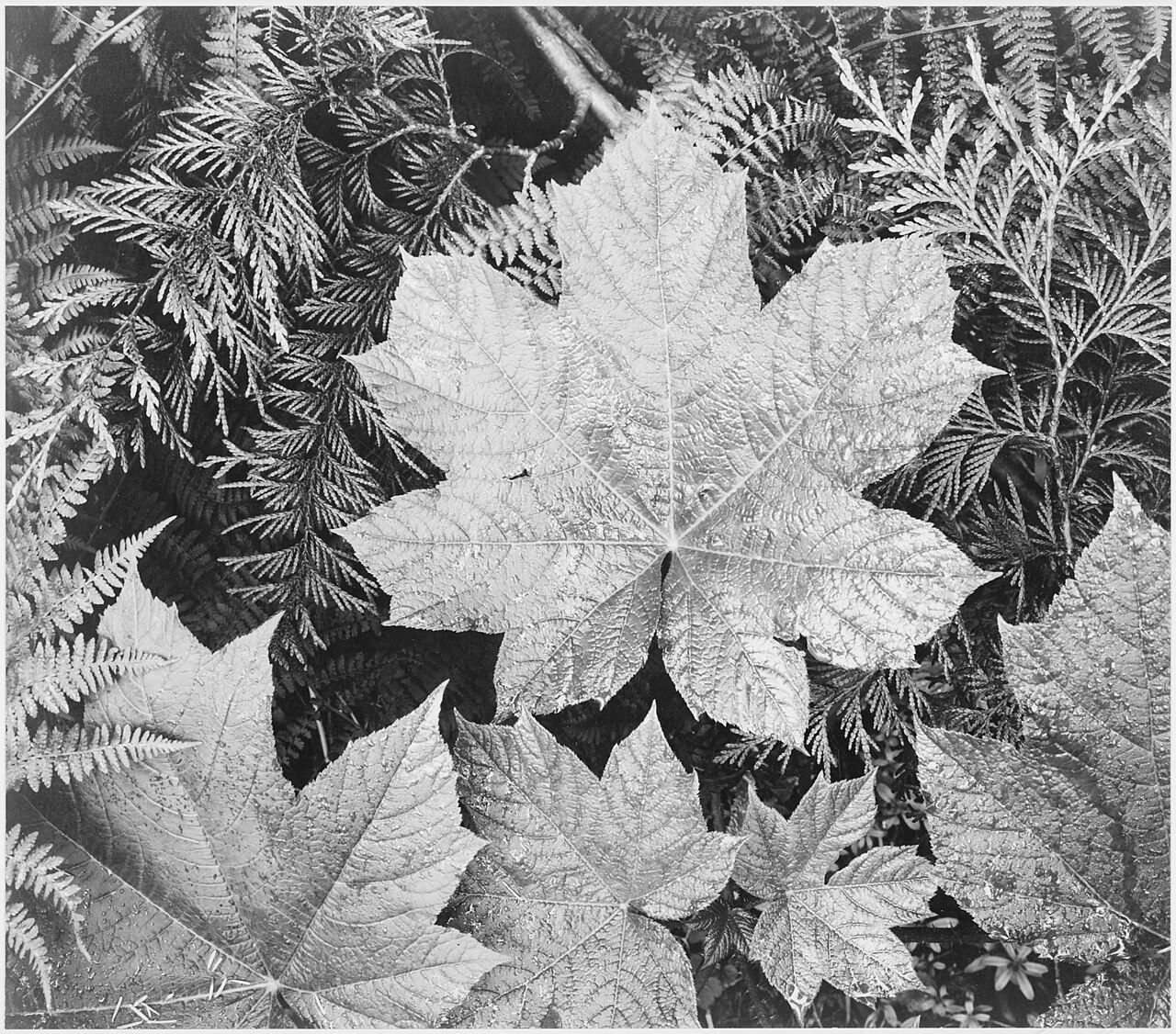 Ansel Adams